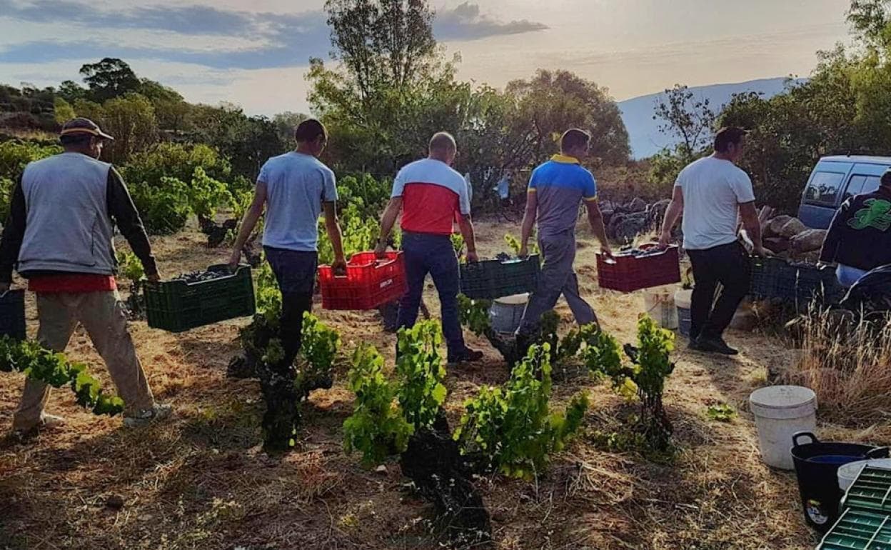 La DOP Cebreros Pone Fin A Una Vendimia Marcada Por La Sequía Con 665. ...